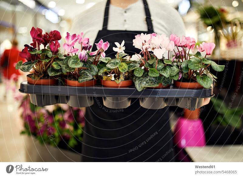 Close-up of florist holding tray of potted plants in flower shop Tray Trays florists craft crafts handwork handcraft hand work manual labour manual work