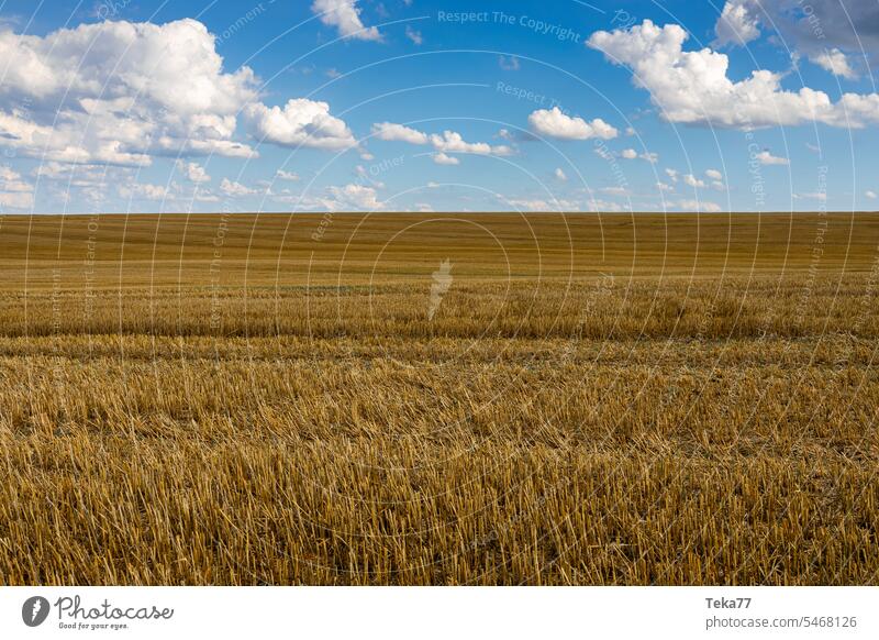 The field acre farm peasant Grass Wheat Wheatfield Agriculture country Clouds Blue White