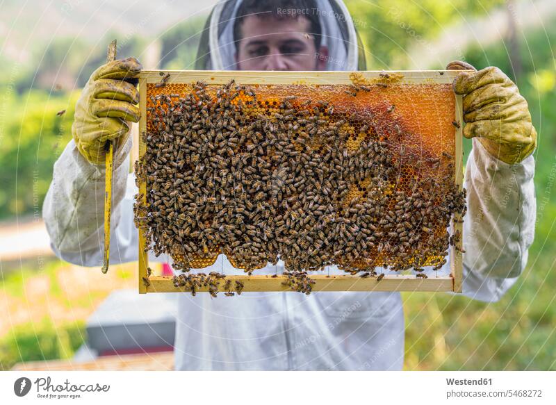 Beekeeper checking frame with honeybees human human being human beings humans person persons caucasian appearance caucasian ethnicity european 1 one person only
