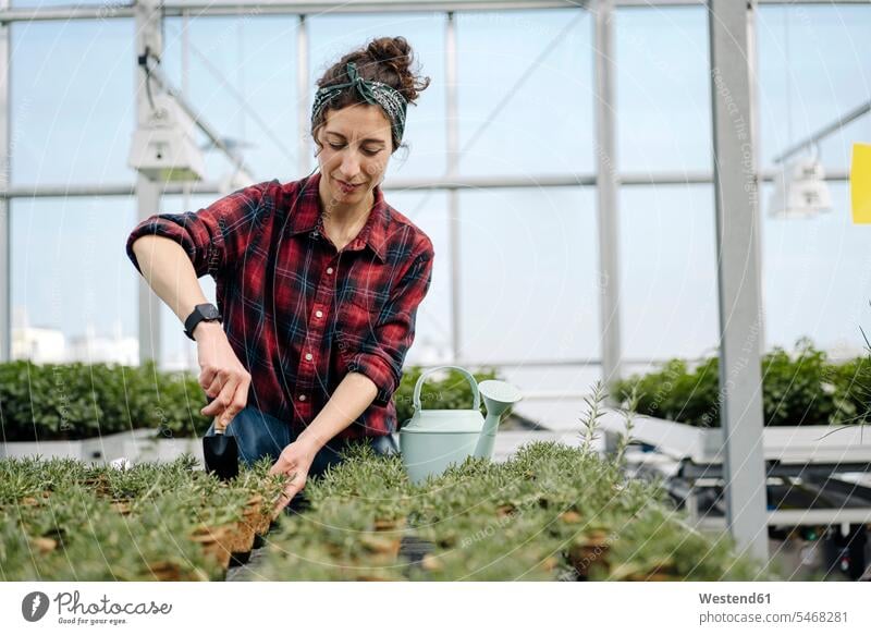 Woman working with hand trowel on rosemary plants in greenhouse of a gardening shop Occupation Work job jobs profession professional occupation At Work stand