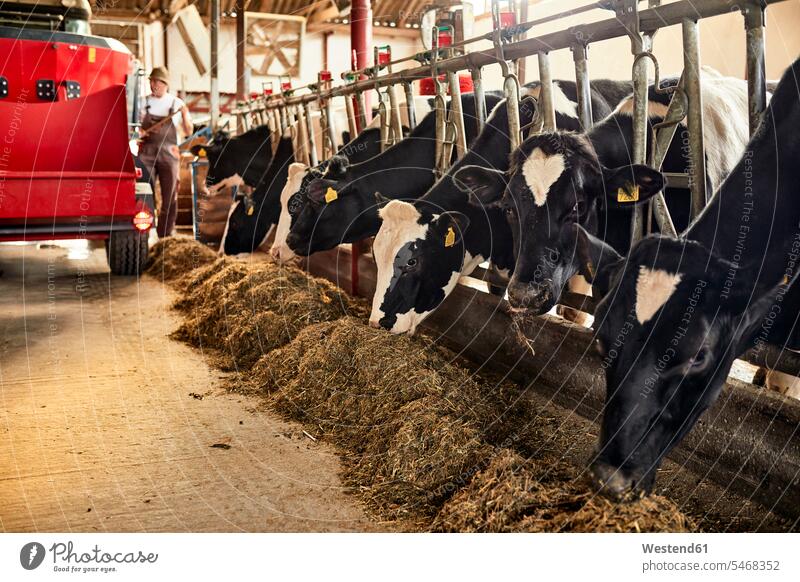 Cows eating hay while farmer working in background at barn color image colour image indoors indoor shot indoor shots interior interior view Interiors day