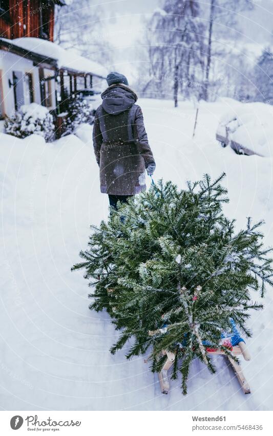 Back view of woman transporting fir tree on sledge to the compost after Christmas, Jochberg, Austria text space human human being human beings humans person