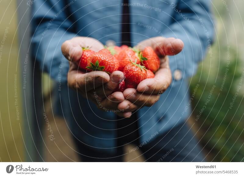 Close-up of man holding organic strawberries shirts colour colours stand ripeness country country side countryside successful Alimentation food Food and Drinks