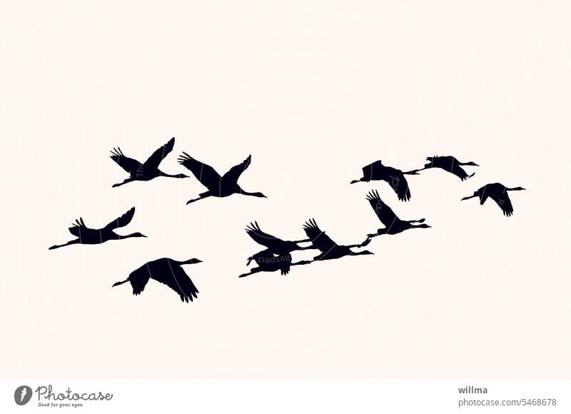 Cranes in flight, silhouettes Silhouette Flying Migratory birds Flock of birds Neutral background Colour photo Flight of the birds departure Departure