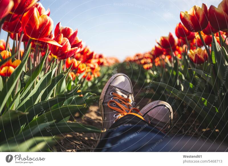 Germany, woman's feet in a tulip field multicolored multicoloured different-colored multi-colored different-coloured multi-coloured nature natural world Between