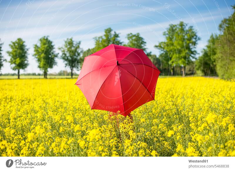 Woman with red umbrella standing amidst oilseed rapes against sky color image colour image Germany leisure activity leisure activities free time leisure time