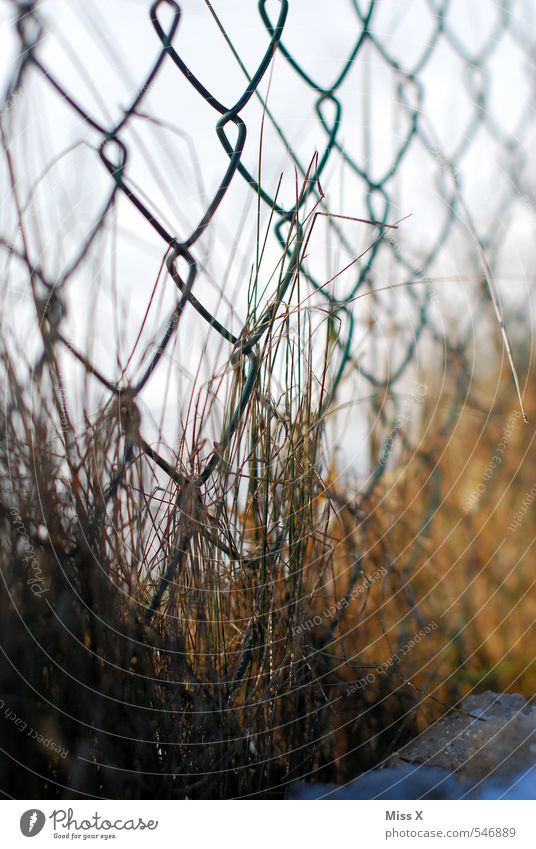 At the fence Garden Autumn Winter Grass Faded To dry up Growth Gloomy Brown Wire netting Feral Overgrown Rust Fence Metalware Snow Colour photo Exterior shot