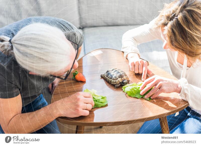 Mature couple feeding tortoise at home relaxed relaxation turtle turtles twosomes partnership couples relaxing reptile reptiles reptilia animal creatures