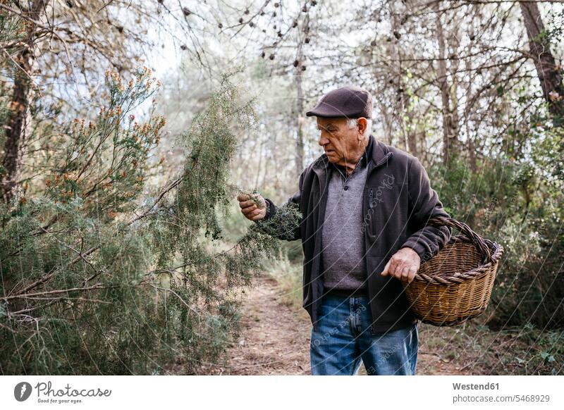 Senior man with basket in the forest examining tree senior men senior man elder man elder men senior citizen checking examine Tree Trees males woods forests