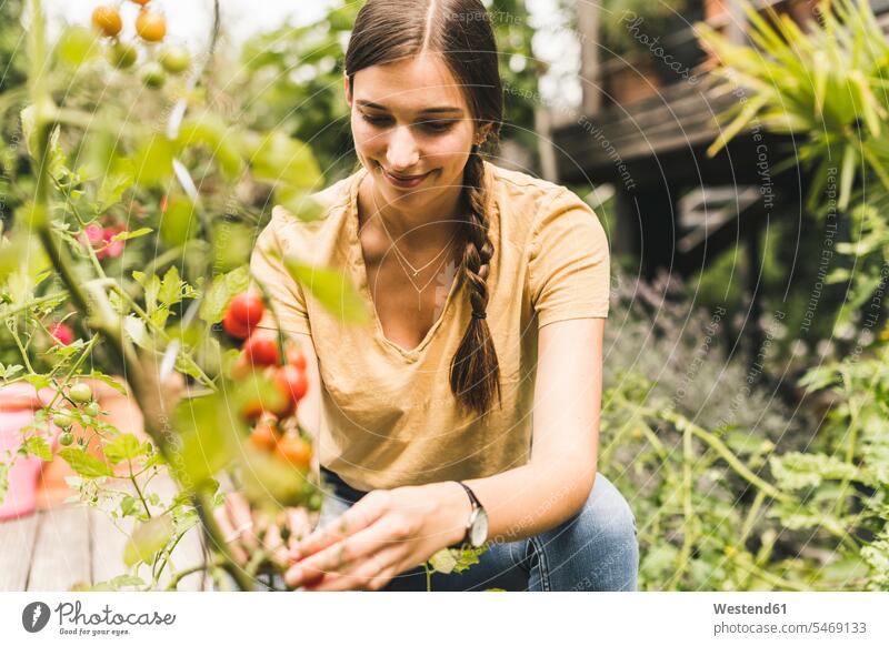 Young woman picking cherry tomatoes while crouching in vegetable garden color image colour image Germany leisure activity leisure activities free time