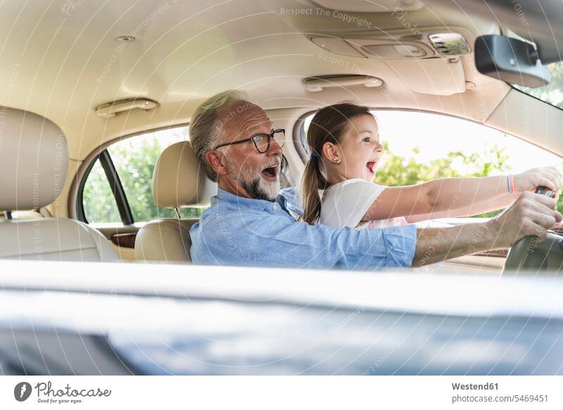 Little girl sitting on lap of grandfather, pretending to steer the car automobile Auto cars motorcars Automobiles steering car driving motoring summer