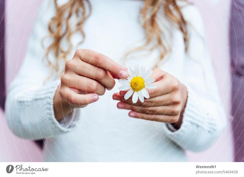 Midsection of girl holding fresh white daisy flower during springtime color image colour image Spain outdoors location shots outdoor shot outdoor shots day