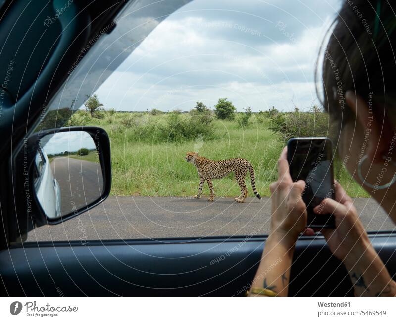 South Africa, Mpumalanga, Kruger National Park, woman taking cell phone picture of cheetah out of a car National Parks Road Trip roadtrip Road-Trip