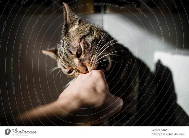 Tabby cat biting hand of owner tabby owners cats bite human hand hands human hands people persons human being humans human beings pets animal creatures animals