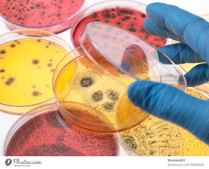 Scientist examining petri dishes containing bacterial growth in the laboratory caucasian caucasian ethnicity caucasian appearance european experiment effort