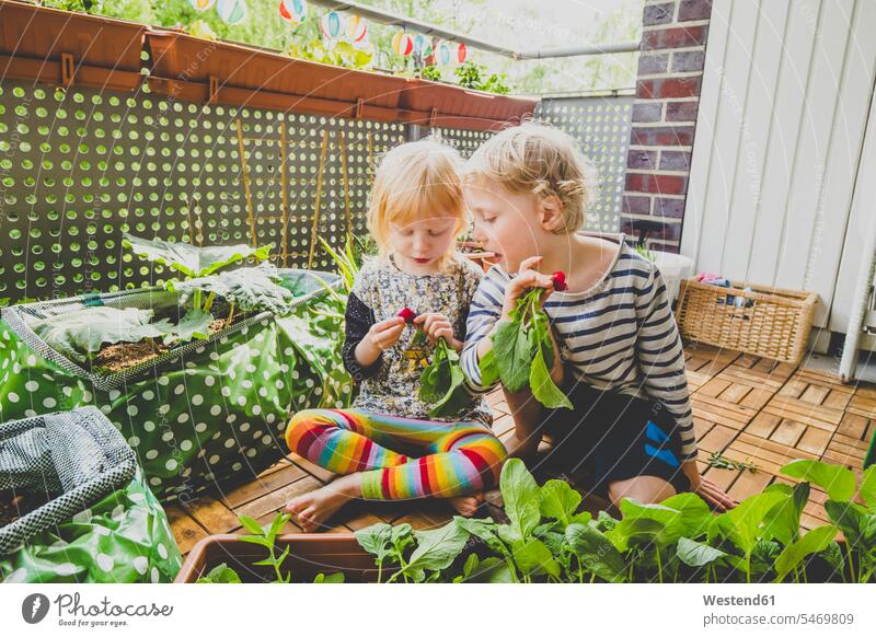 Blond siblings harvesting homegrown radish in balcony color image colour image Germany outdoors location shots outdoor shot outdoor shots day daylight shot