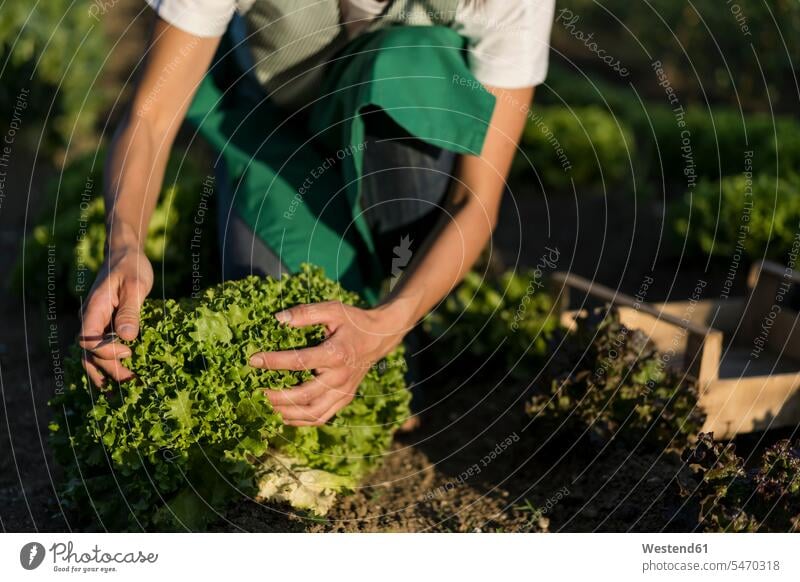 Woman working in her vegetable garden human human being human beings humans person persons caucasian appearance caucasian ethnicity european 1 one person only
