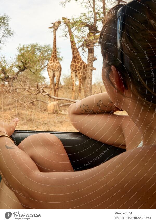 Woman watching pair of giraffes through car window, Kruger National Park, Mpumalanga, South Africa National Parks Safari Animals Looking Through Window