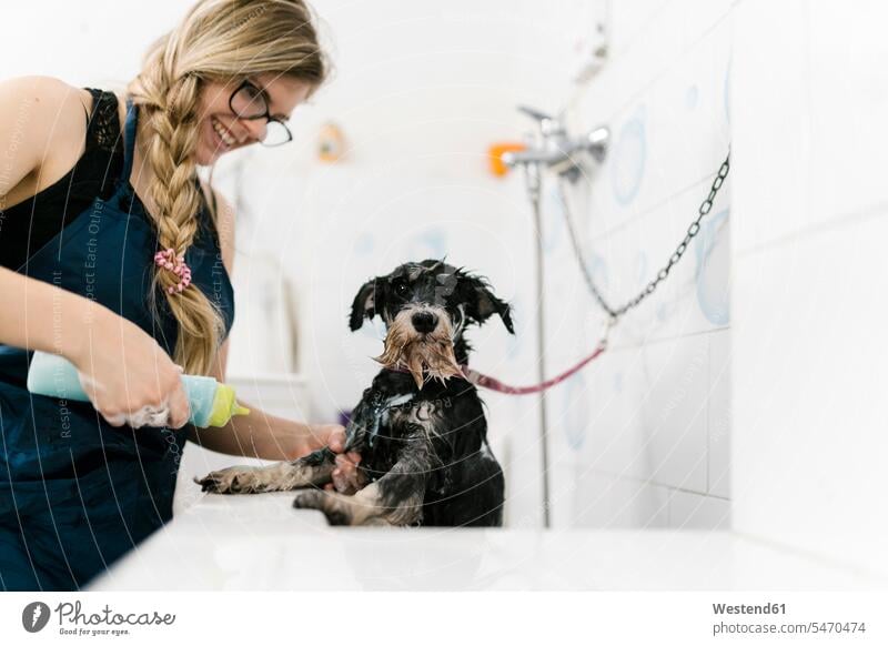 Smiling female groomer bathing schnauzer in sink at pet salon color image colour image Spain indoors indoor shot indoor shots interior interior view Interiors