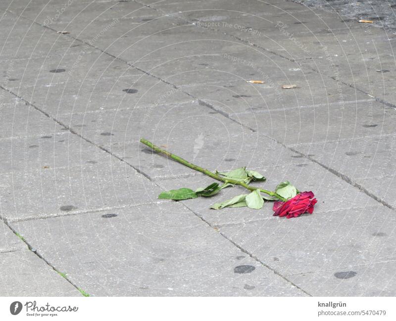 heartache Red rose jettisoned Love withered Forget Flower pink Blossom Colour photo Close-up Emotions Romance Shackled Ground off walkway slabs Gray Chewing gum