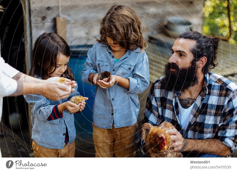 Father with two kids holding chicken and chicks on an organic farm human human being human beings humans person persons caucasian appearance caucasian ethnicity