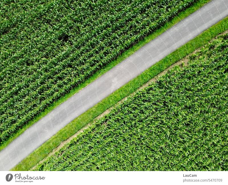 Diagonally through the cornfield Maize field off from on high diagonal Bird's-eye view Agriculture Landscape Aerial photograph Green Field Street cross Crossing