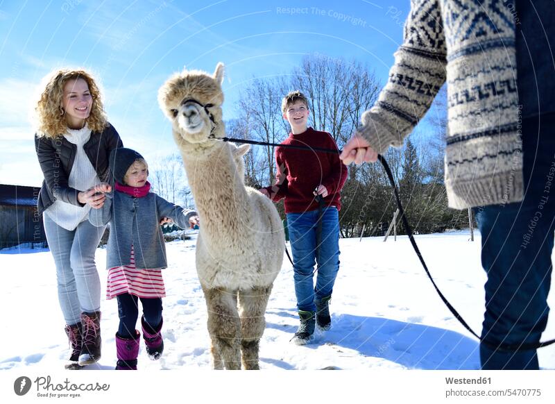 Family walking with alpaca on a field in winter hibernal going family families Field Fields farmland alpacas lama pacos people persons human being humans