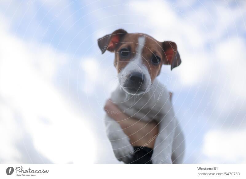Portrait of Jack Russel Terrier puppy against sky dog dogs Canine hand human hand hands human hands one person 1 one person only only one person Head