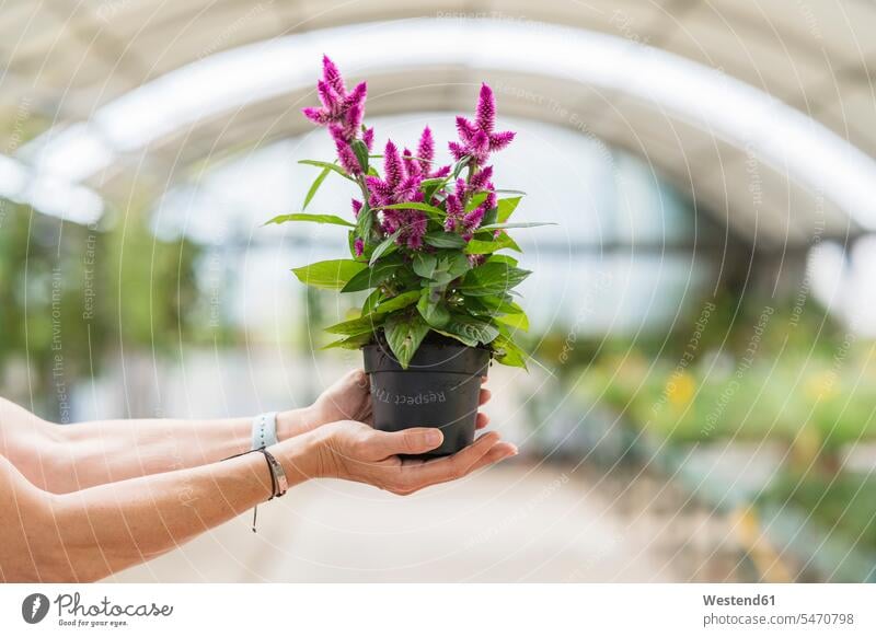Woman's hands holding a plant in plant nursery flower pot flower pots flowerpots grow growing choices choose choosing Plants Flowers trading retail industry