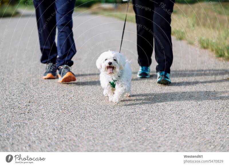 Crop view of senior couple going walkies with the dog animals creature creatures domestic animal pet Canine dogs colour colours White Colors little free time