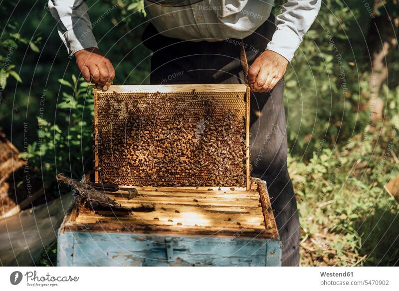 Russland, Beekeeper checking frame with honeybees Frame beekeeper working At Work man men males honeycomb honeycombs Honey Comb Apiformes Test testing Check