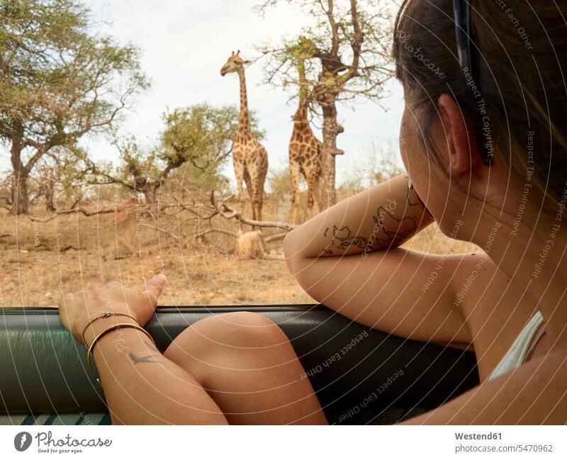Woman watching pair of giraffes through car window, Kruger National Park, Mpumalanga, South Africa National Parks Safari Animals Looking Through Window