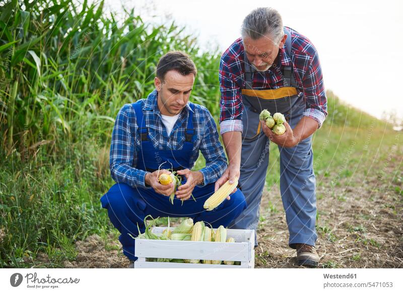Two experienced farmers controlling their corn crop maize Field Fields farmland Control scrutiny scrutinizing Experience Experiences cornfield corn cob corncob