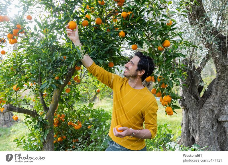 Smiling man picking oranges while standing in organic farm color image colour image Spain leisure activity leisure activities free time leisure time