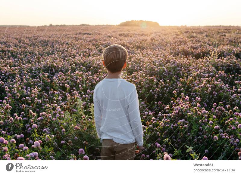 Boy standing on a clover field relax relaxing in the evening Late Evening seasons summer time summertime summery closeness propinquity Contented Emotion pleased