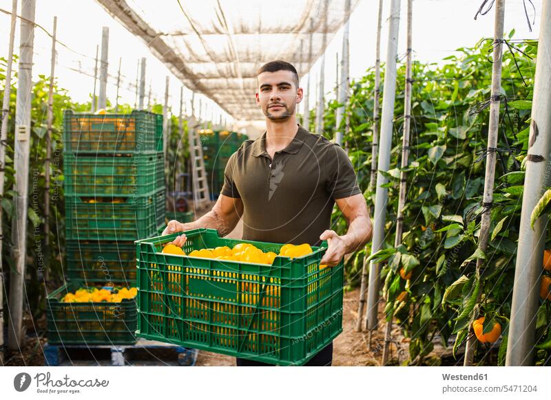 Handsome young farm worker carrying yellow bell peppers in green plastic crate at farm color image colour image Spain outdoors location shots outdoor shot
