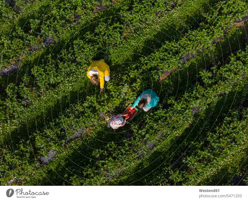Picking strawberries on a field human human being human beings humans person persons families mama mom mommy mothers mummy boxes Agricultural Activity