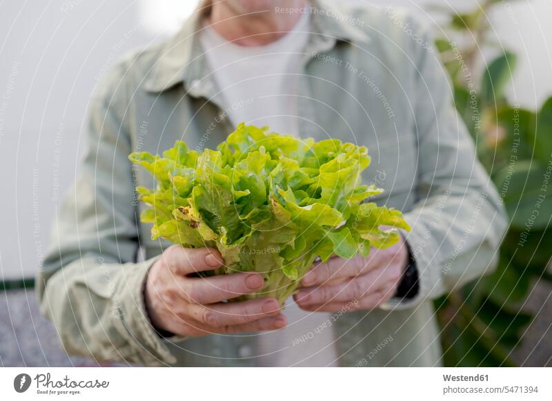 Close-up of senior man holding lettuce harvesting harvests colour colours being proud developing Developments grow growing Alimentation food Food and Drinks