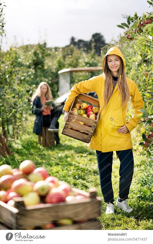 Two women harvesting apples in orchard Apple Apples woman females Orchard Orchards Fruit Fruits Food foods food and drink Nutrition Alimentation Food and Drinks