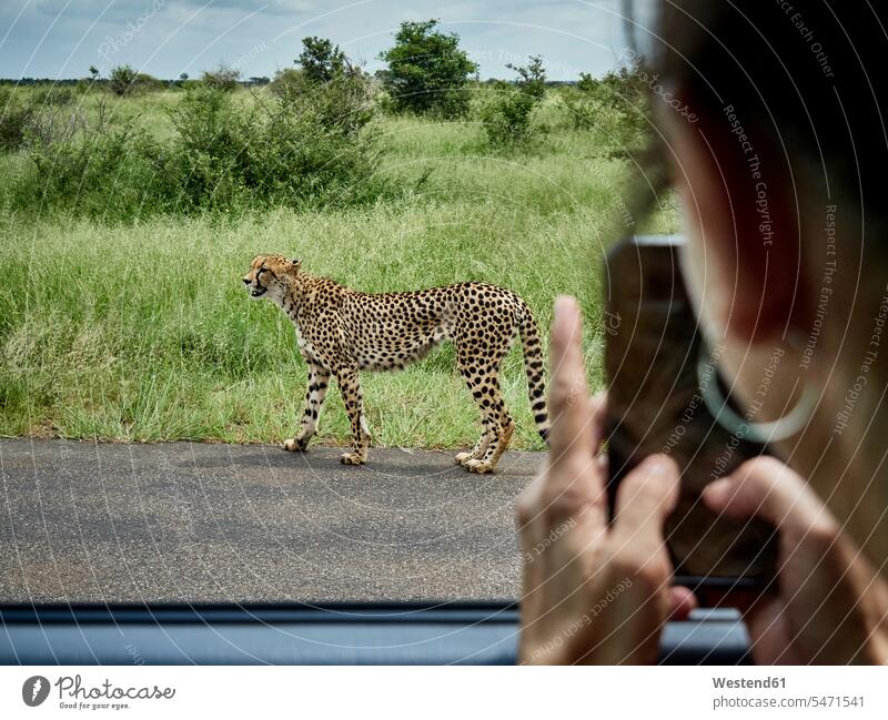 South Africa, Mpumalanga, Kruger National Park, woman taking cell phone picture of cheetah out of a car National Parks female tourist Road Trip roadtrip