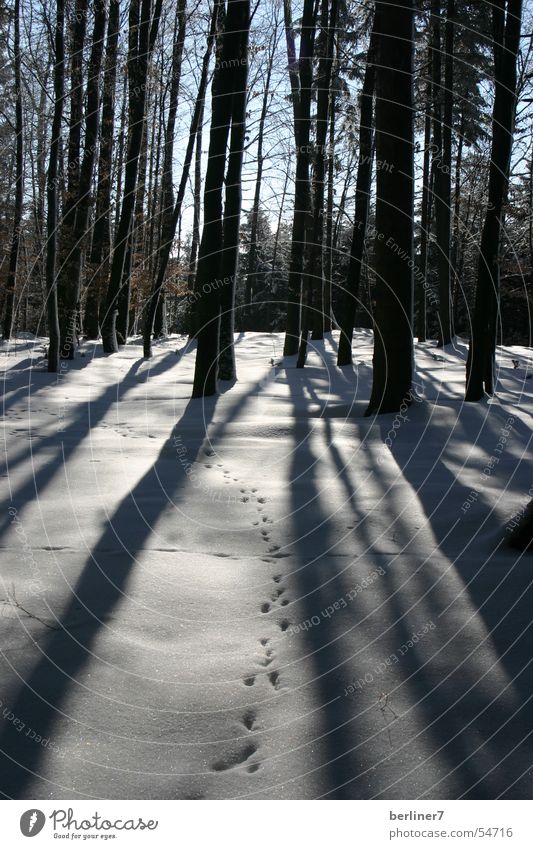 winter walk Forest Tree Spruce Back-light Branch Shadow long shadows Sun Snow sky. blue