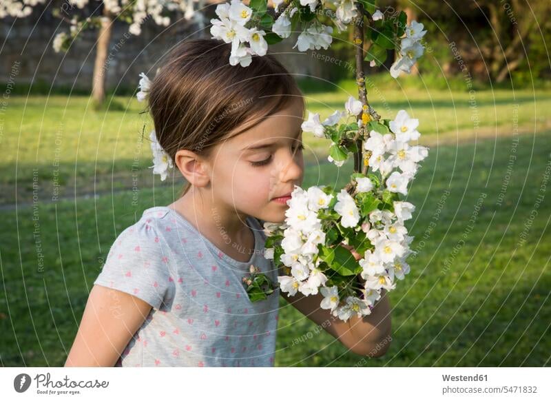 Little girl smelling apple blossom apple flower apple flowers apple blossoms females girls child children kid kids people persons human being humans