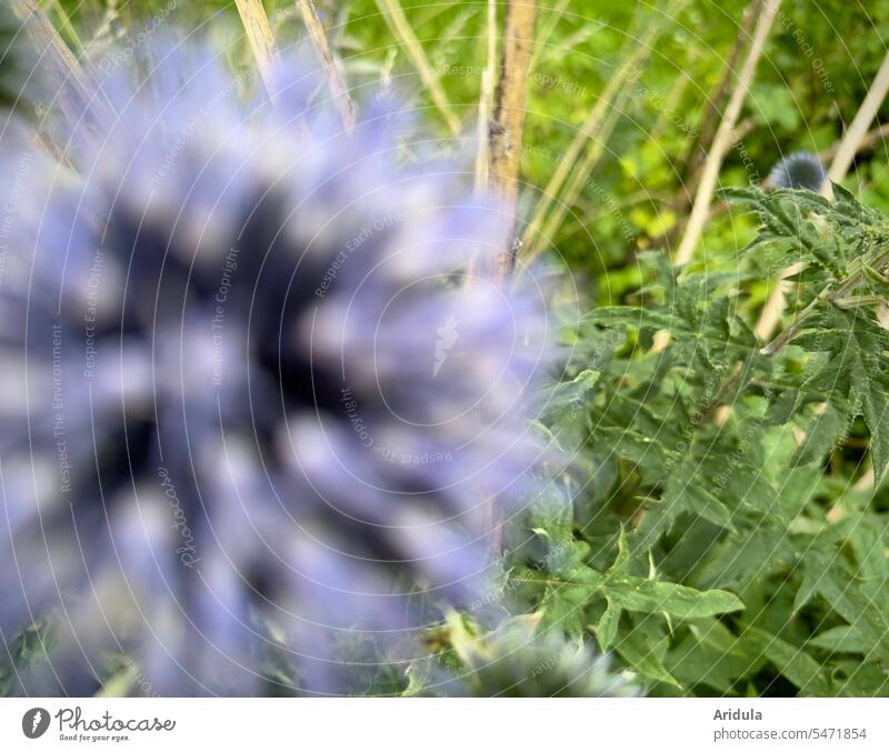 Blue ball thistle globe thistle Thistle Violet Blossom blurred Flower leaves background Plant Wild plant Nature Garden Summer Thorny