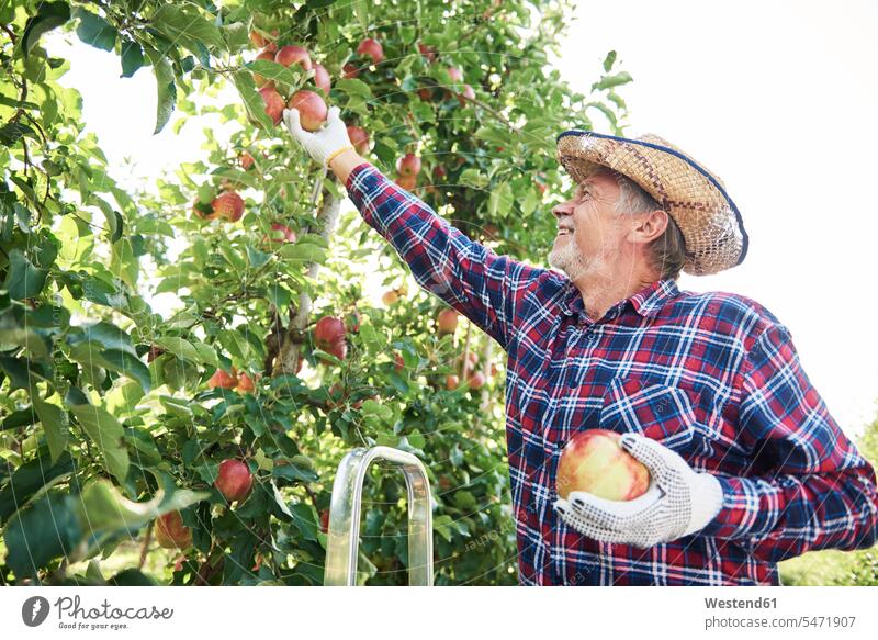 Fruit grower harvesting apples in orchard Occupation Work job jobs profession professional occupation gloves shirts hats pick Picking - Harvesting pluck