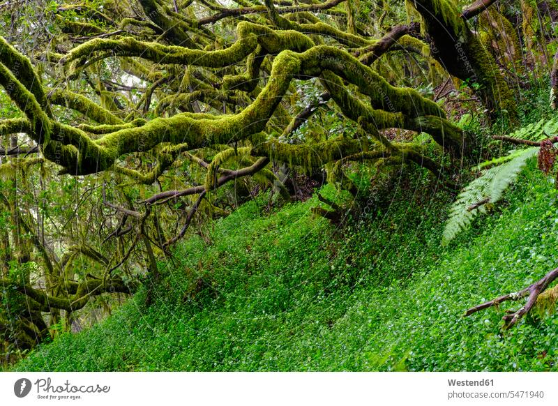 Spain, Canary Islands, La Gomera, Moss-covered trees in Garajonay National Park outdoors location shots outdoor shot outdoor shots day daylight shot