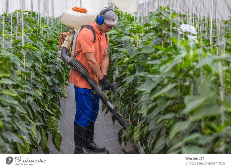 Young man working in greenhouse spraying fertilizer on plants Vegetable Vegetables worker blue collar worker workers blue-collar worker farm Manure pesticide