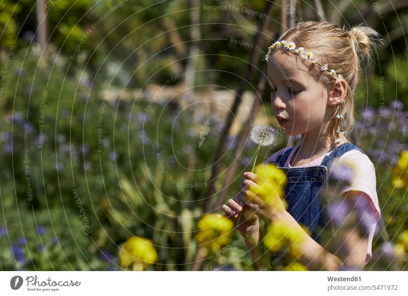 Girl in allotment garden wearing daisy wreath blowing a blowball hold free time leisure time Harmonious Lifestyle Plants Flowers Bellis perennis Daisies