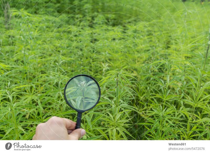Hand holding magnifying glass in hemp plantation human human being human beings humans person persons hands drugs magnifiers magnifying glasses health