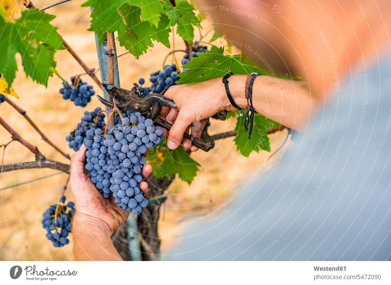 Close-up of man harvesting red grapes in vineyard (value=0) Occupation Work job jobs profession professional occupation blue collar blue collar worker