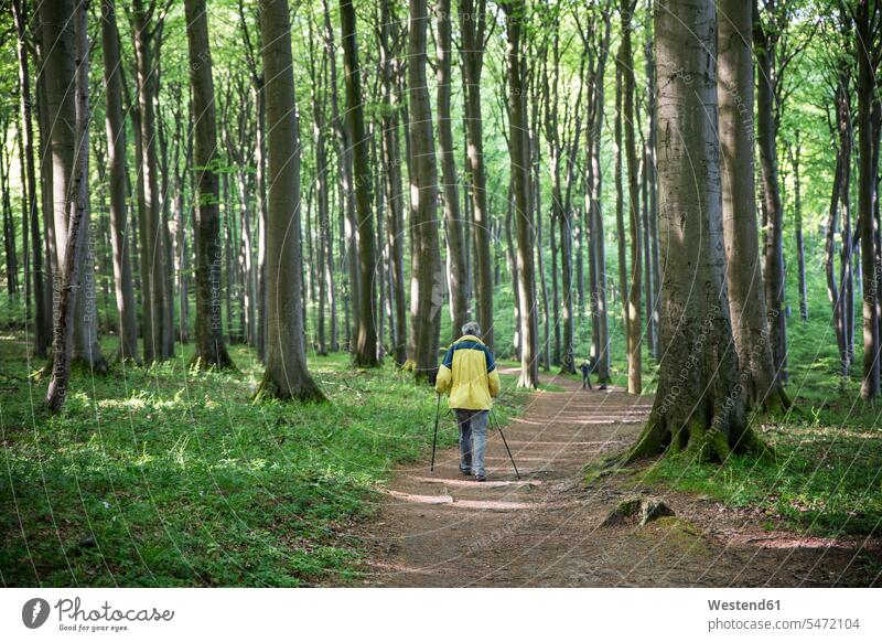 Germany, Mecklenburg-Western Pomerania, Ruegen, Jasmund National Park, hiker in beech forest on hiking trail woods forests Nordic Walker leisure free time